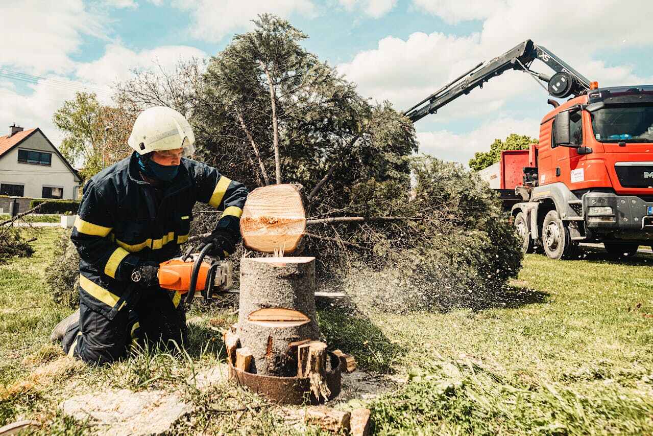 Palm Tree Trimming in Maiden, NC